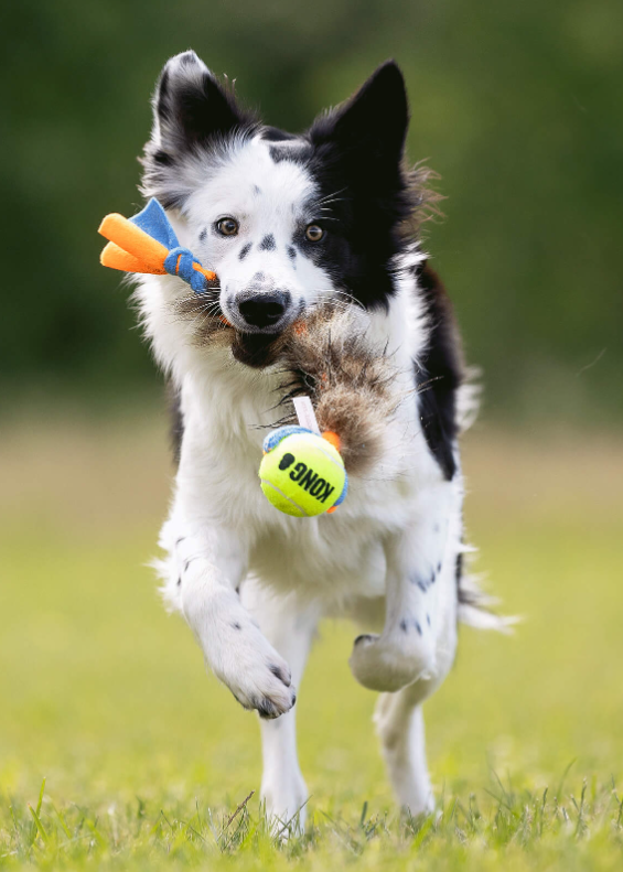Doggie-Zen Fleece- og vaskebjørnpelsflette med KONG Air pipeball