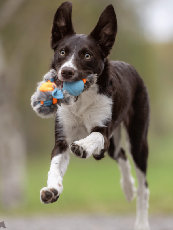 Doggie-Zen Fleece- og kaninpelsflette med Chuckit S ball