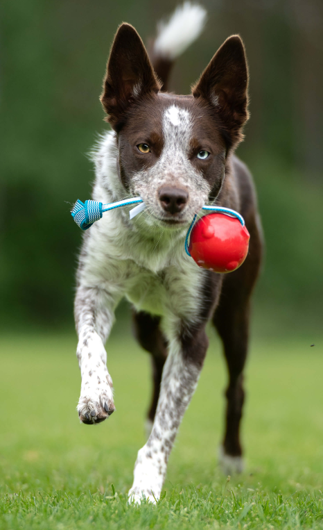 Doggie-Zen draleke Super Grip Amazing pipeball M