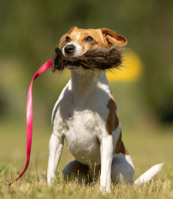Doggie-Zen Beverdraleke S
