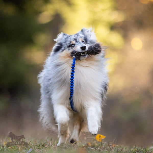 Doggie-Zen draleke bever med strikk S