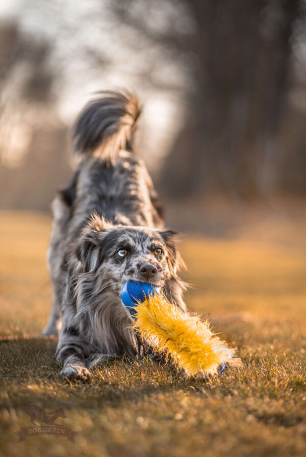 Doggie-Zen draleke Chuckit Super Crunch med strikk L