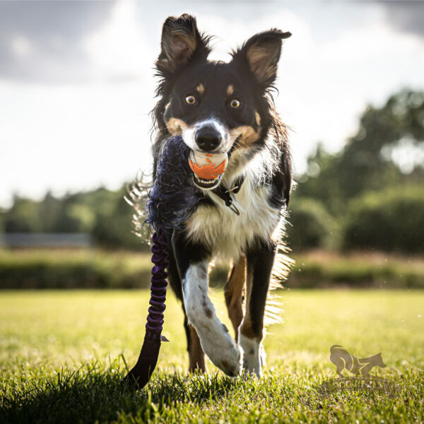 Doggie-Zen draleke fuskepels med Orbee-Tuff Planet Ball S med strikk