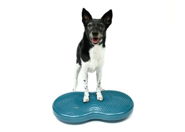 FitPaws Duo Disk
