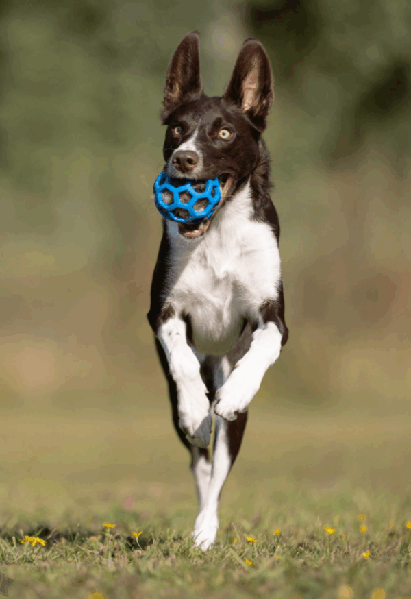 Doggie-Zen Grevling/crinkle til Hol-ee baller S