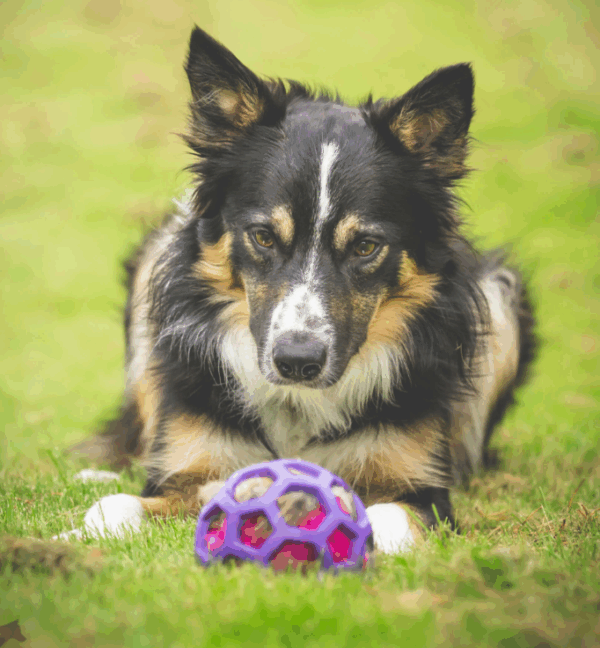 Doggie-Zen hjortepelsprassel til Hol-ee baller L