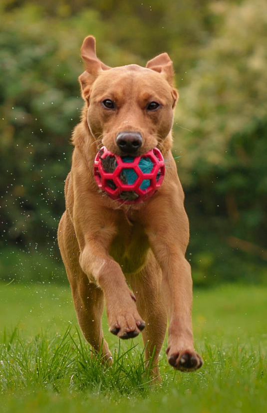 Doggie-Zen elgpip til Hol-ee baller M