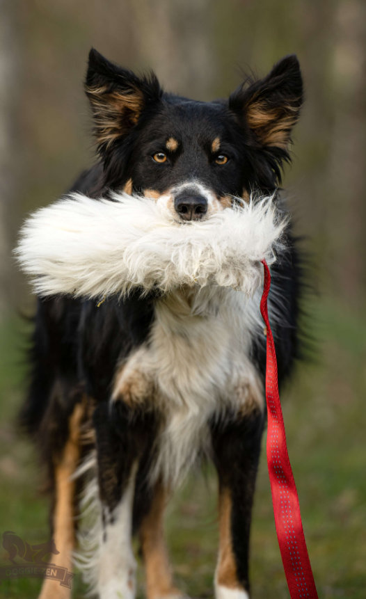 Doggie-Zen draleke sauepels m/strikk L