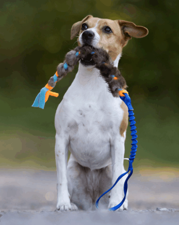 Doggie-Zen draleke m/strikk Fleece- & beverflette S