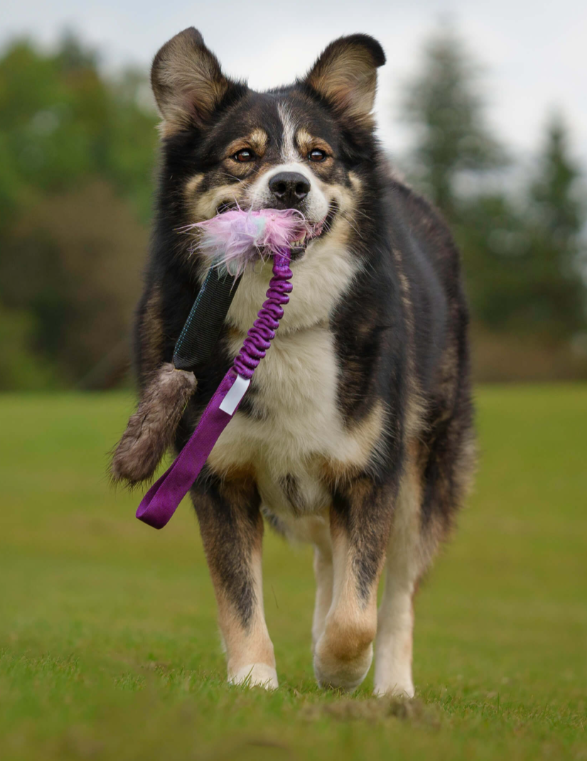 Doggie-Zen draleke m/beverpels tube m/strikk & pipp