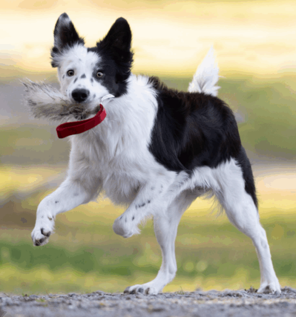 Doggie-Zen lommeleke grevling