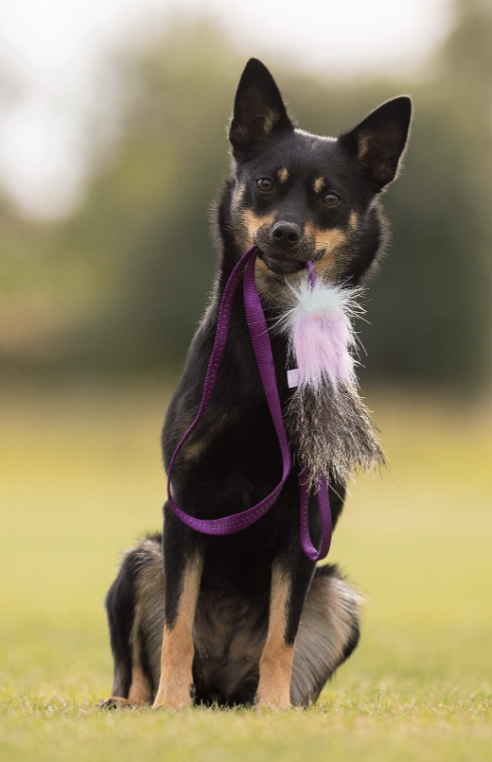 Doggie-Zen draleke villsvin- & fuskepels S