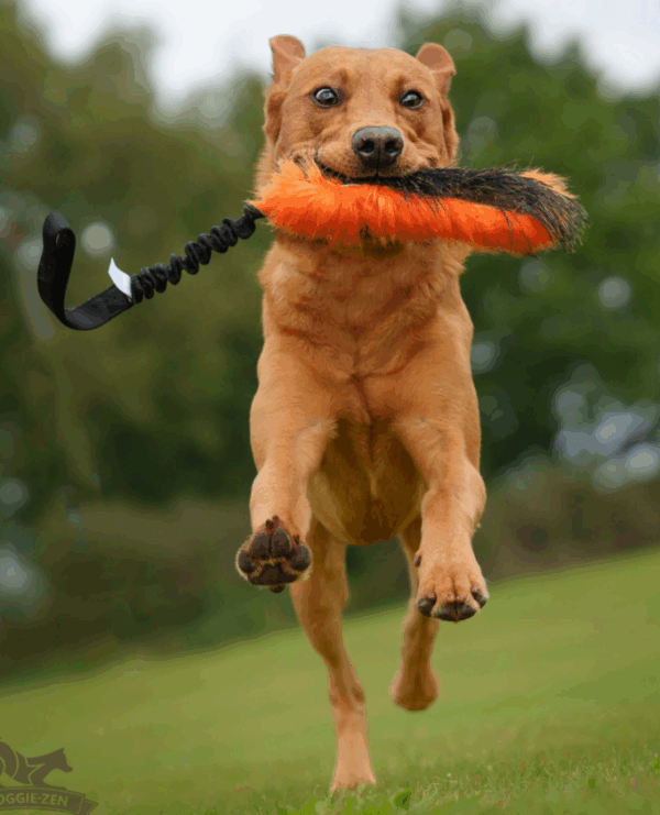 Doggie-Zen draleke m/strikk villsvin- & fuskepels L