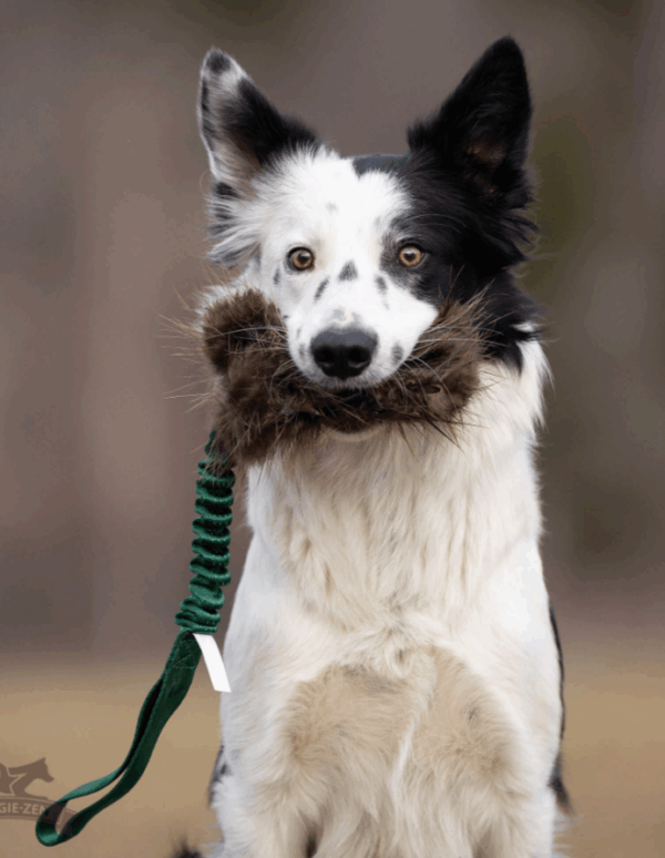 Doggie-Zen draleke m/strikk beverpels & lomme L