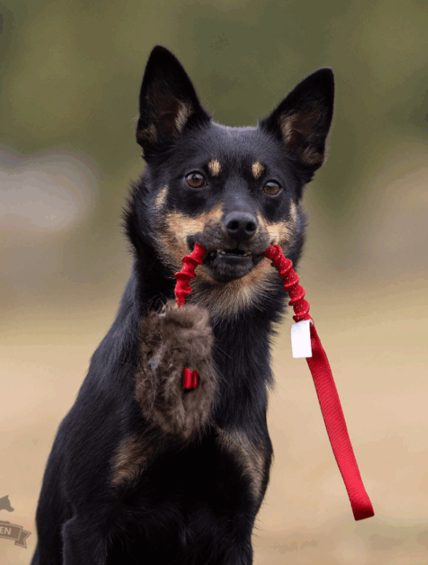 Doggie-Zen draleke m/strikk beverpels & lomme S