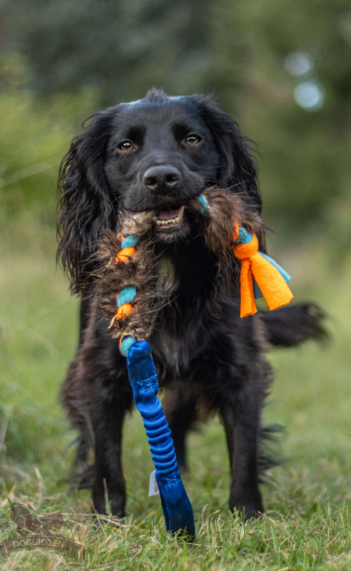 Doggie-Zen draleke m/strikk Fleece- & beverflette M