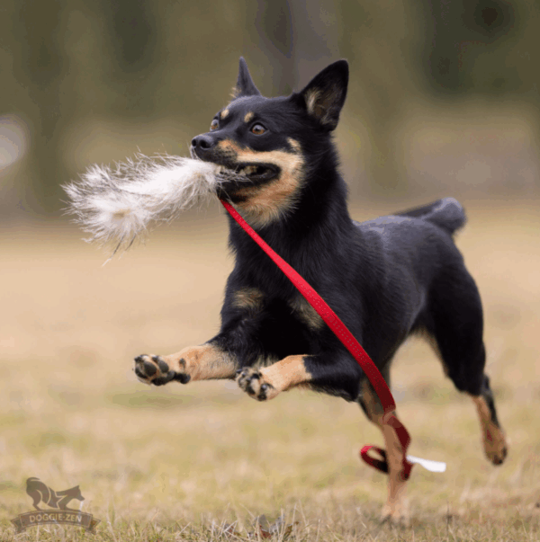 Doggie-Zen draleke grevling S