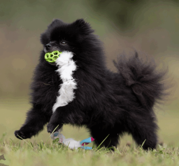 Doggie-Zen Fleece- og kaninpelsflette med Hol-ee Roller XS 50cm