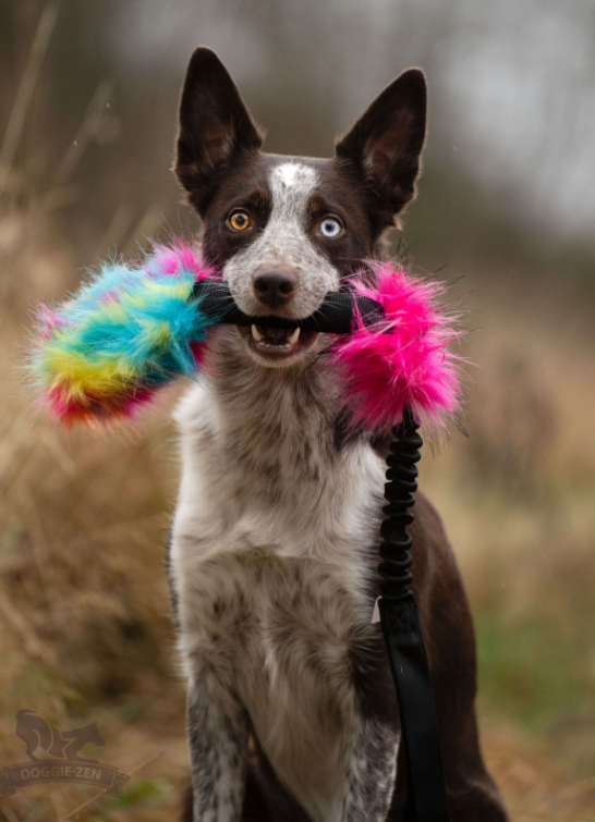Doggie-Zen draleke m/strikk fuskepels tube m/pipp & lomme