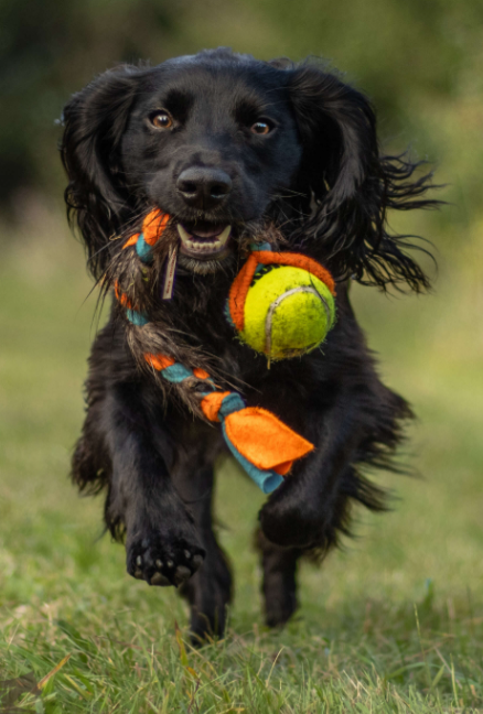 Doggie-Zen Fleece- og beverpelsflette m/KONG Air pipeball M