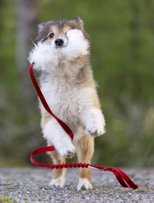 Doggie-Zen draleke sauepels m/strikk S