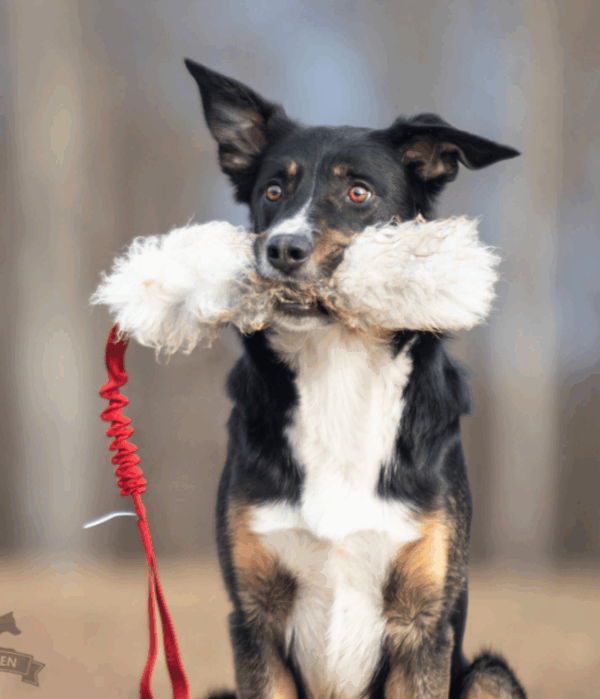 Doggie-Zen draleke sau m/strikk L