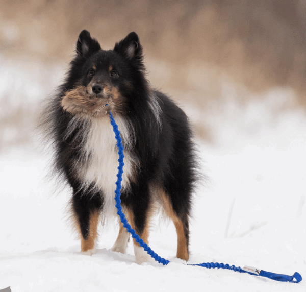 Doggie-Zen draleke m/strikk beverpels & lomme S