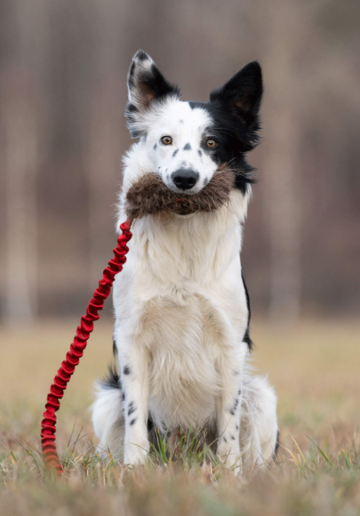 Doggie-Zen draleke m/strikk beverpels & lomme M