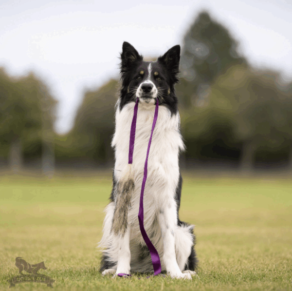 Doggie-Zen draleke grevling L