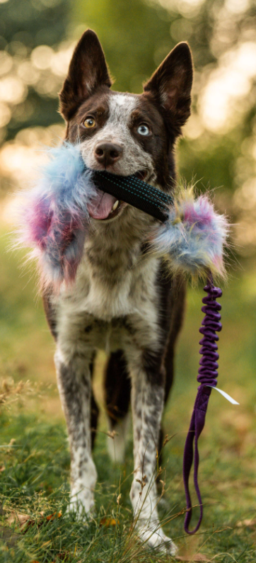 Doggie-Zen draleke m/strikk fuskepels tube m/pipp, prassel & lomme