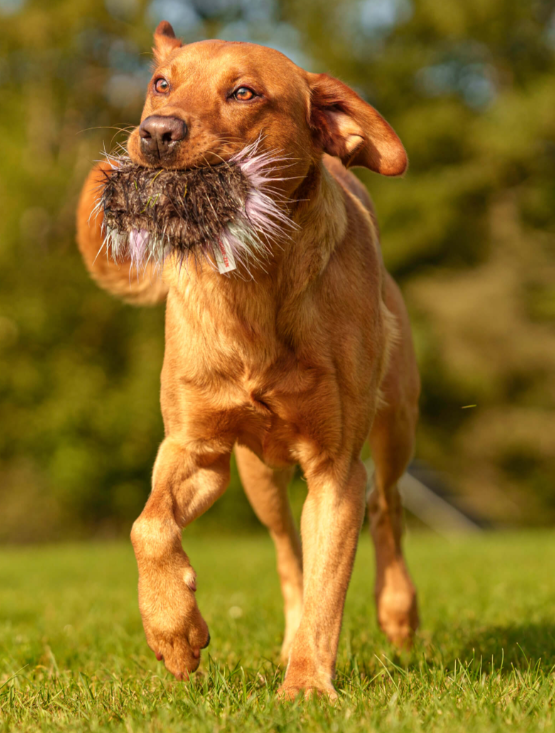 Doggie-Zen bever pipe pute L 10cm