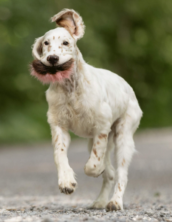 Doggie-Zen bever crinkle pute L 10cm