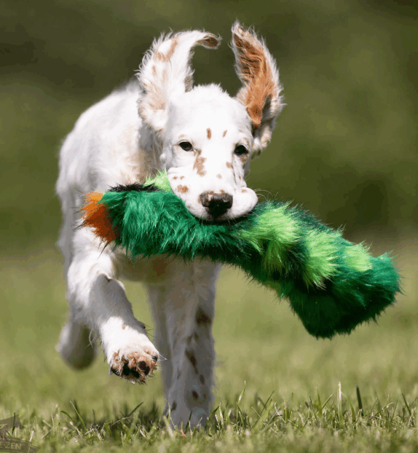 Doggie-Zen draleke Knitrekaktus cotton candy
