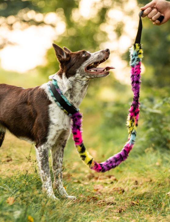 Doggie-Zen Agilitykobbel m/dralekestykke leopard rainw 120cm S