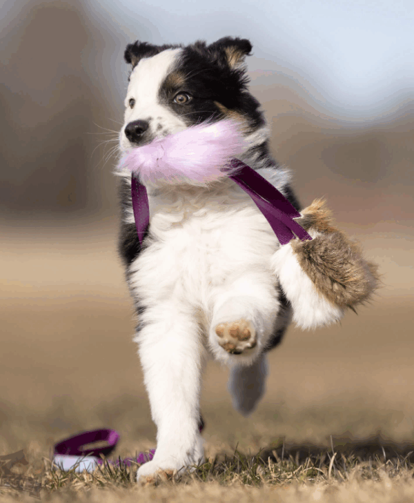 Doggie-Zen Blekksprut draleke blekksprut med bever+reve+kaninpels