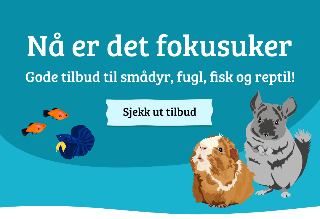 Mobilbanner med CTA