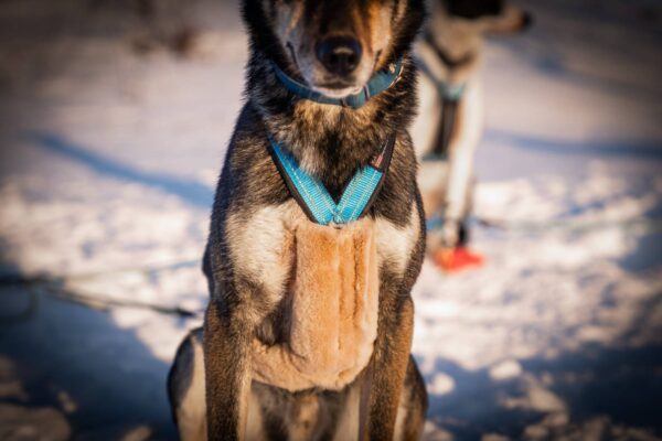 VIP Dogwear Soft Distanse Padding til sele